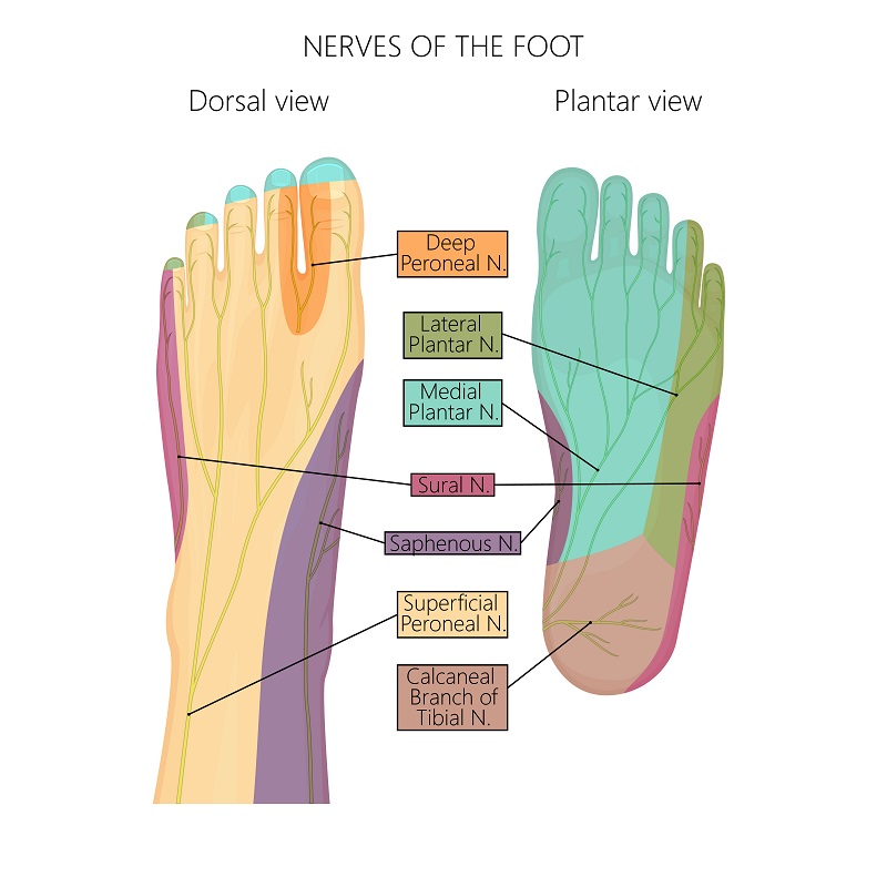 Medial Dorsal Cutaneous Nerve Foot